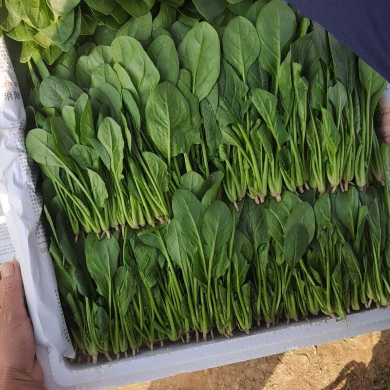 单县精品三排小菠菜大量上市