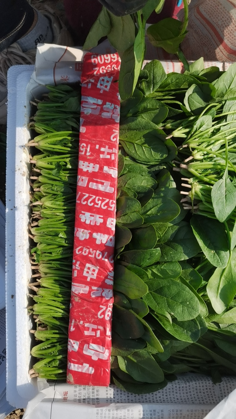 单县精品三排小菠菜大量上市