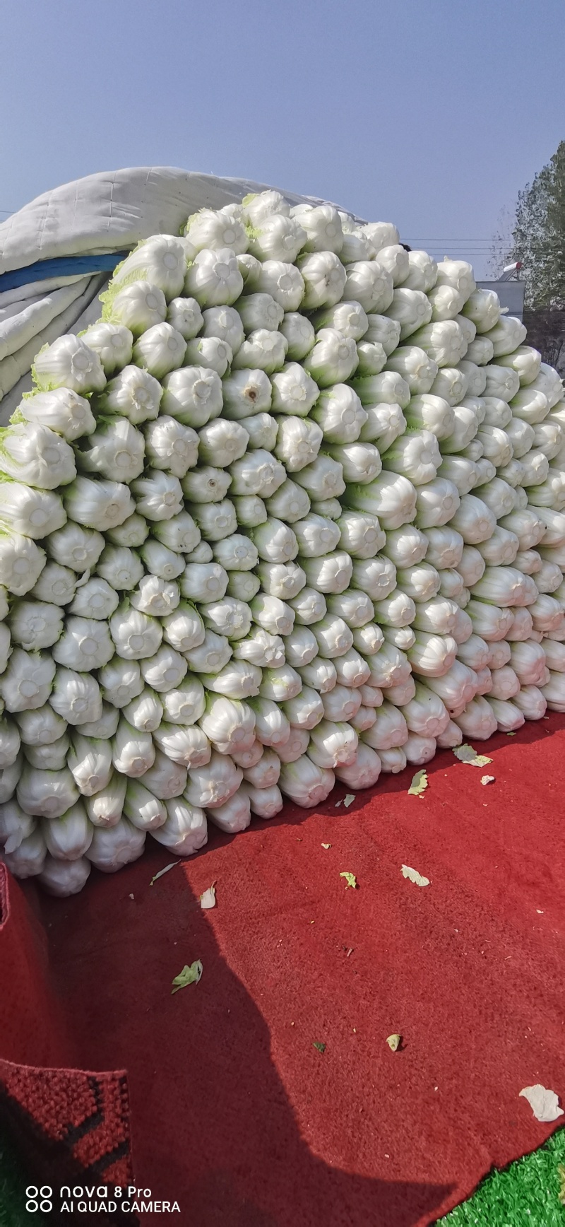 鲜菜娃娃大量有货……自产自销……