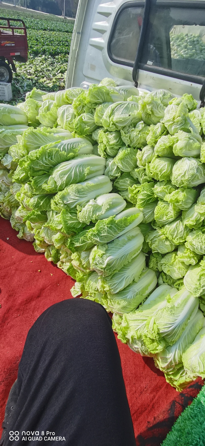 鲜菜娃娃大量有货……自产自销……