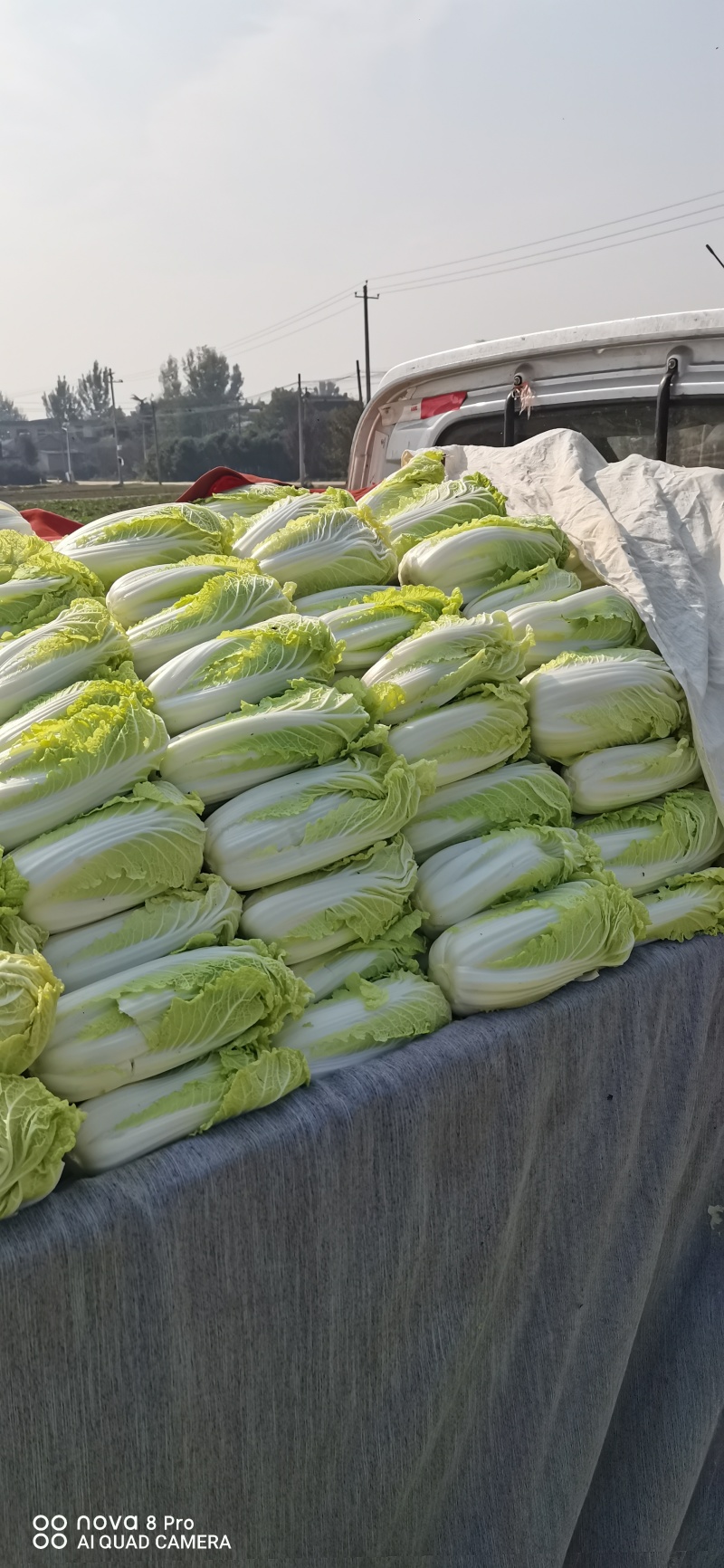 鲜菜娃娃大量有货……自产自销……