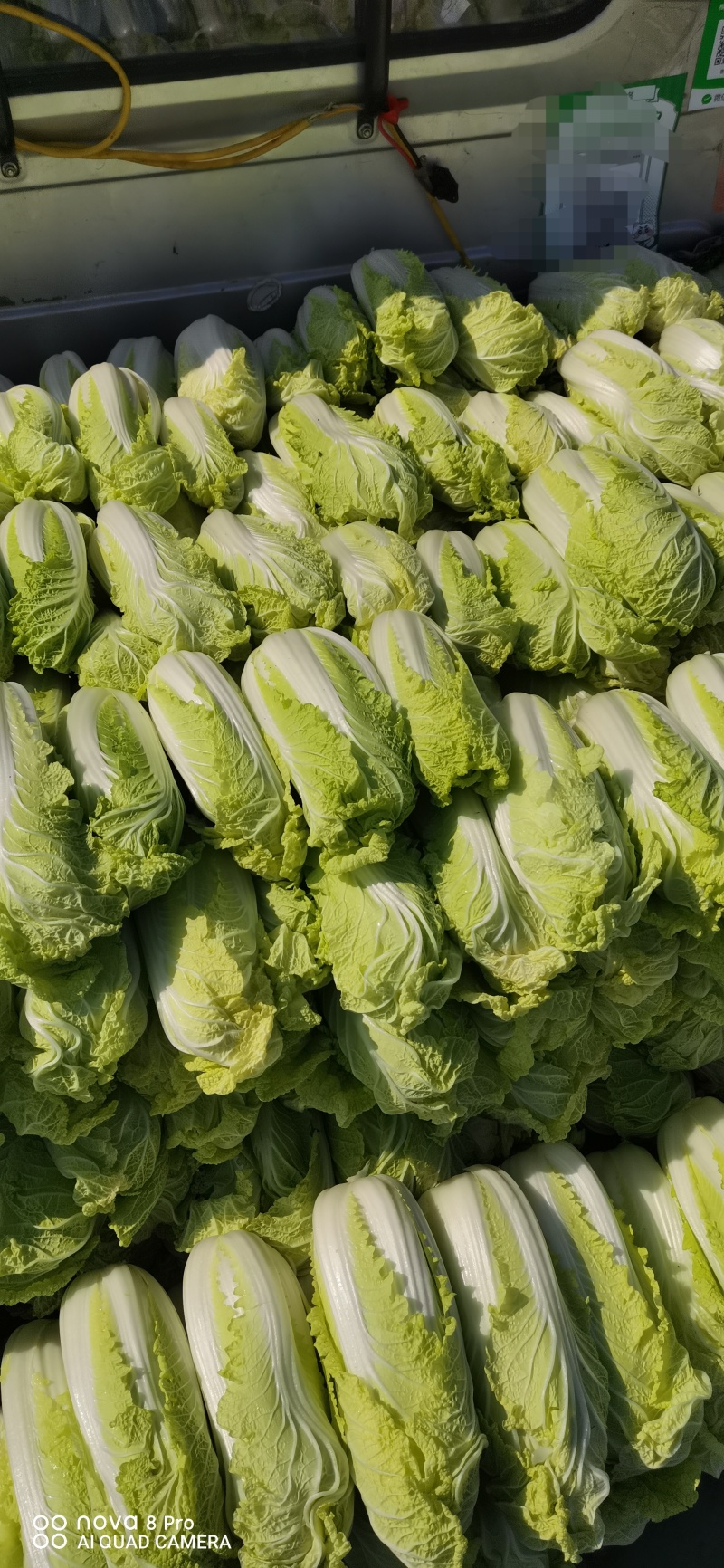 鲜菜娃娃大量有货……自产自销……