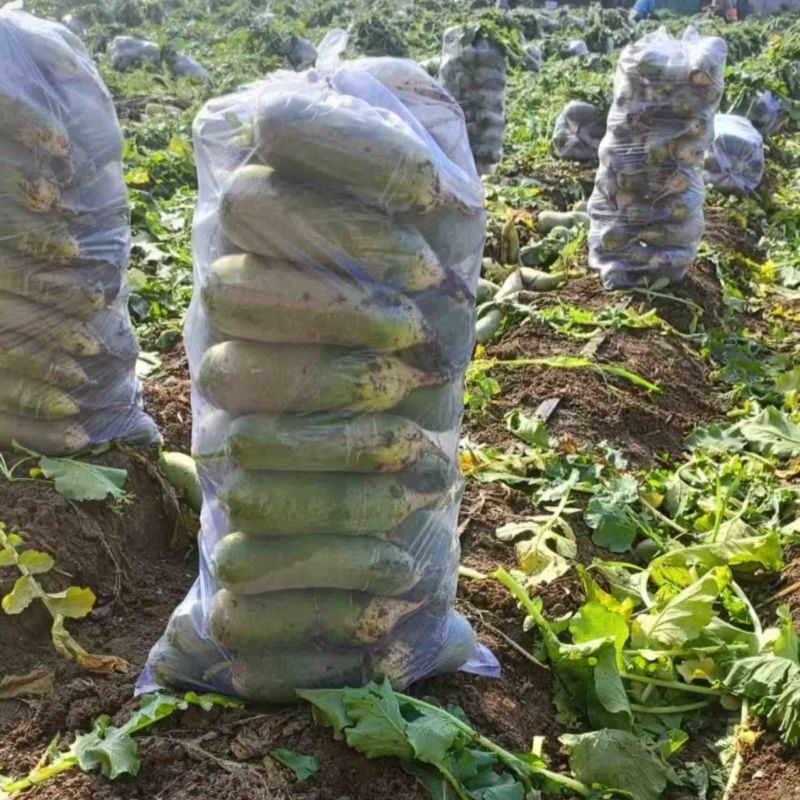 【精品】山东潍坊青州市水果萝卜产地直发大量上市价格美丽