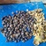 两万亩油茶果岑软2/3号果，有油茶果，有干籽，欢迎实地