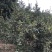 两万亩油茶果岑软2/3号果，有油茶果，有干籽，欢迎实地