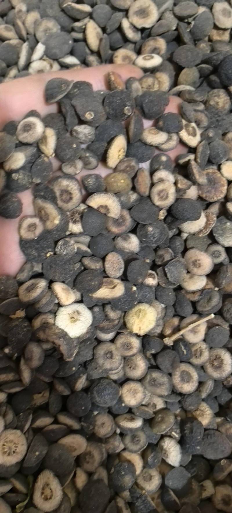 鹅眼枳实江西枳实地道药材万信药业只做保真药材