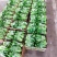 生菜-意大利生菜产地直发价格特优全国发货欢迎致电