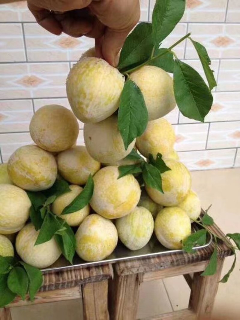 黄金奈李