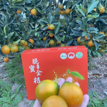 广西金桔
