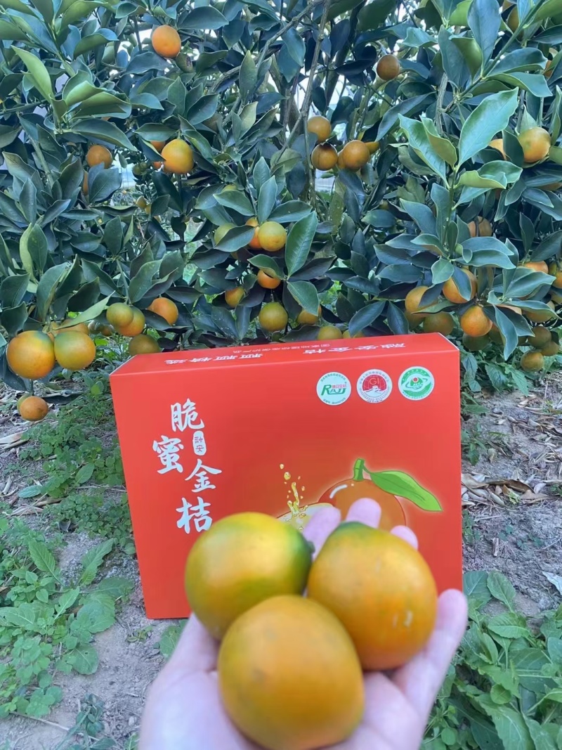 广西金桔