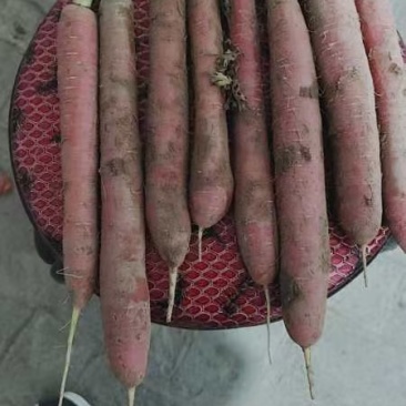 陕北称杆胡萝卜大量供应