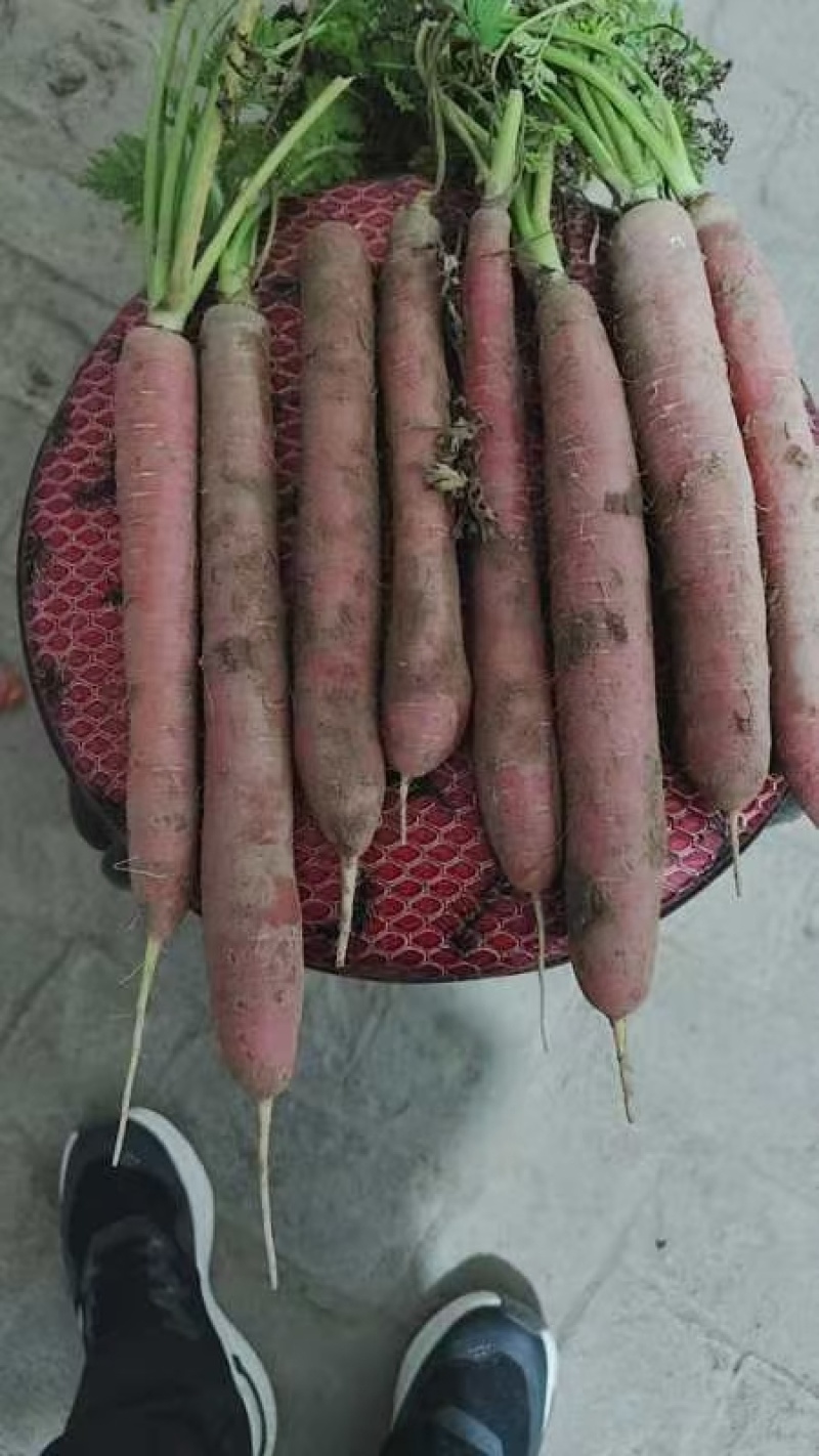 陕北称杆胡萝卜大量供应