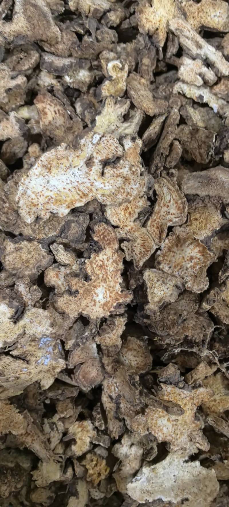野生苍术片朱砂点**气味浓郁万信药业只做保真药材