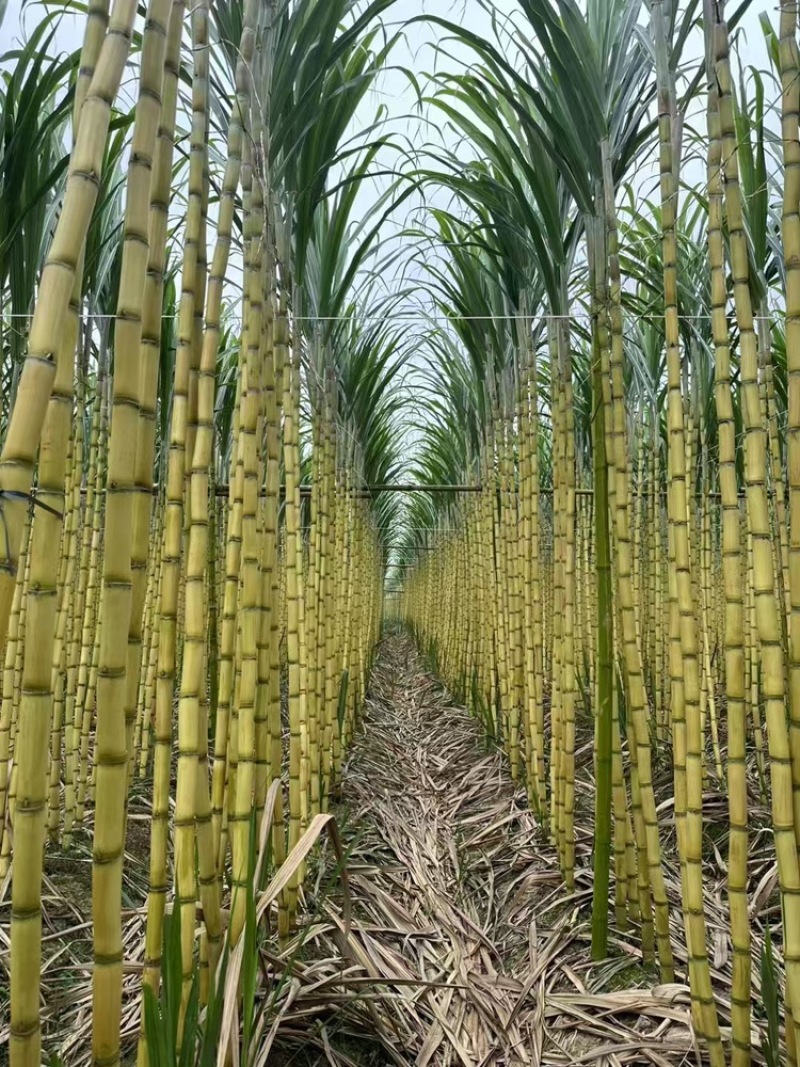 黄皮甘蔗，货源充足，产地直发，诚信经营，欢迎客商来电