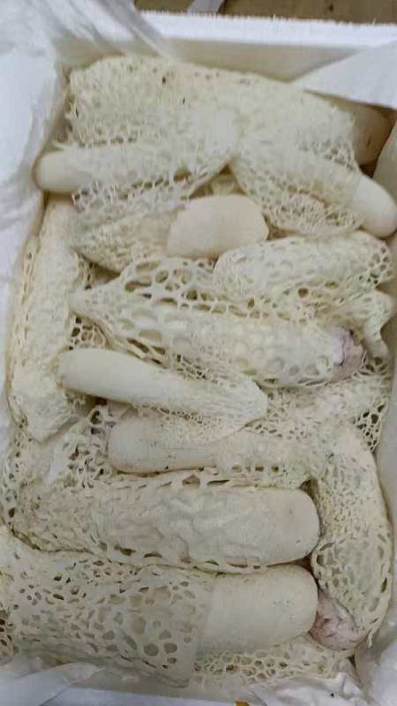 竹荪花