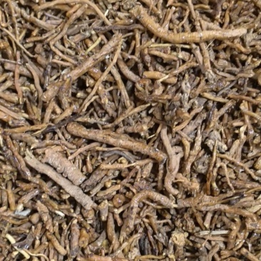 制远志密制远志统货万信药业只做保真药材