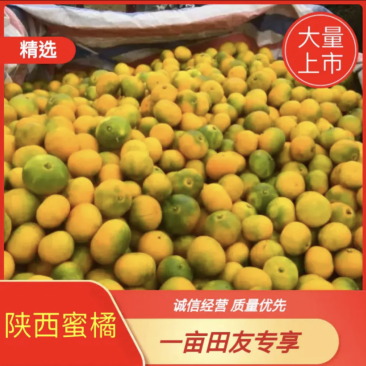 汉中精品蜜橘规格齐全专业工人，收货打包装车一条龙