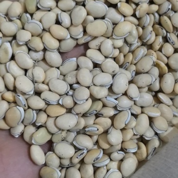 白扁豆正品四川货地道药材万信药业只做保真药材