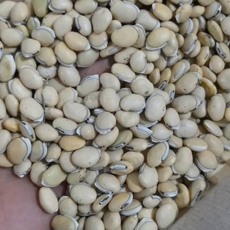 白扁豆正品四川货地道药材万信药业只做保真药材