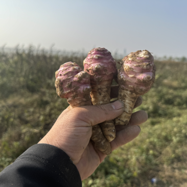 2025大户种植现挖现发新鲜洋姜菊芋鬼子姜