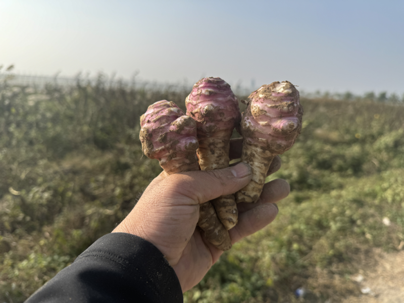 2025大户种植现挖现发新鲜洋姜菊芋鬼子姜