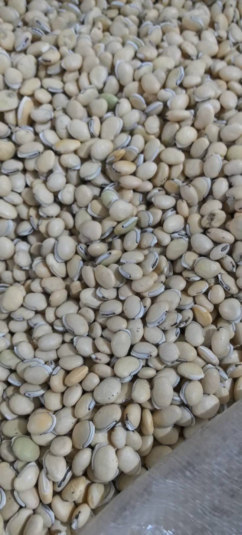 白扁豆正品四川货地道药材万信药业只做保真药材