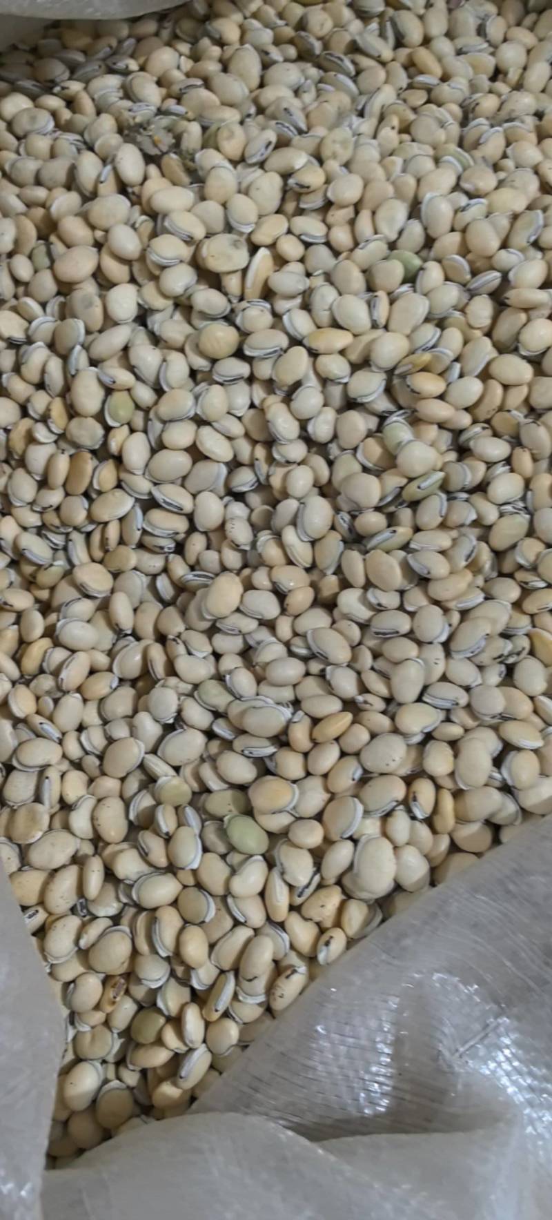 白扁豆正品四川货地道药材万信药业只做保真药材