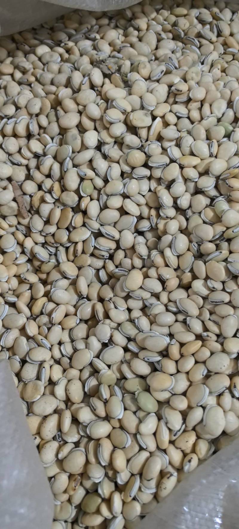 白扁豆正品四川货地道药材万信药业只做保真药材