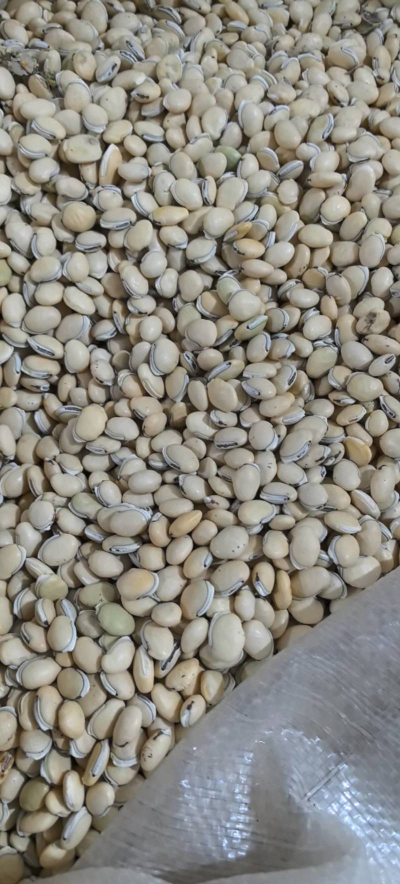白扁豆正品四川货地道药材万信药业只做保真药材