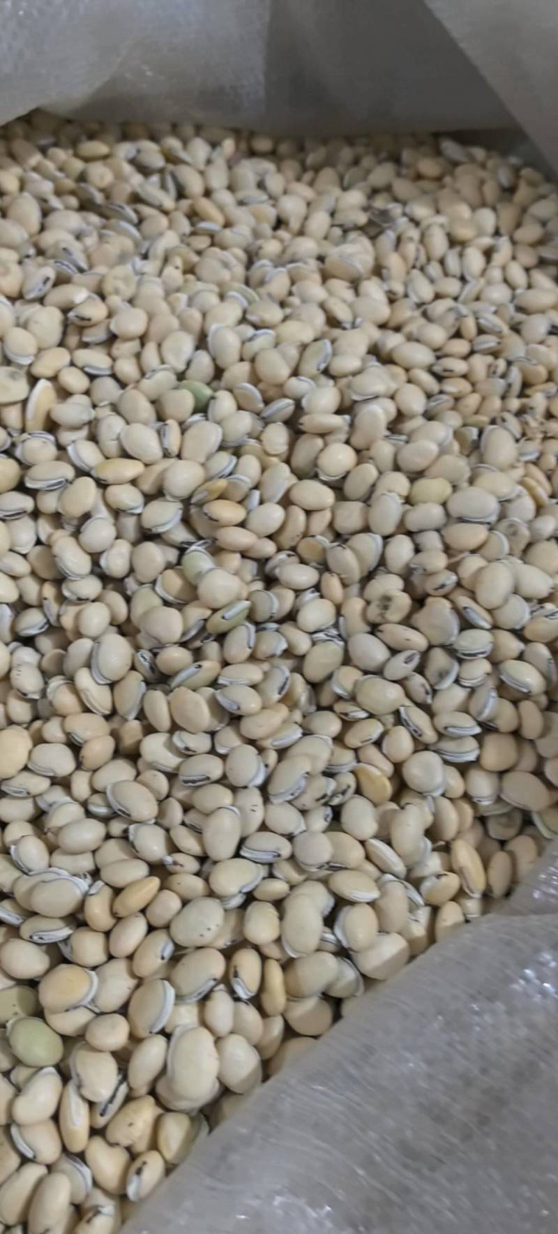 白扁豆正品四川货地道药材万信药业只做保真药材