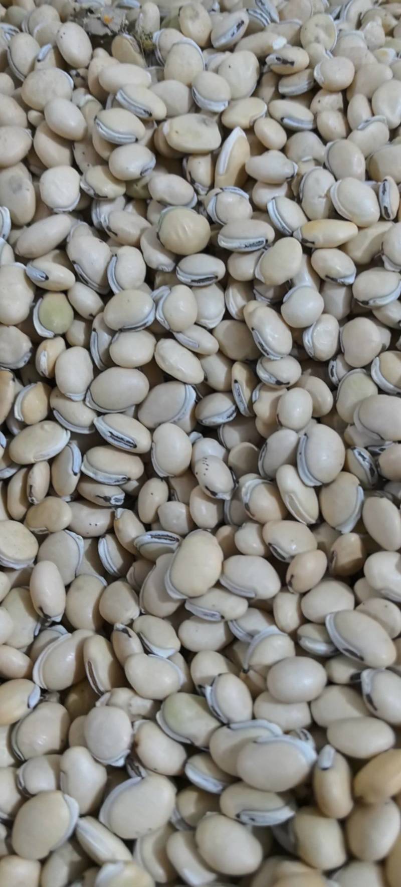 白扁豆正品四川货地道药材万信药业只做保真药材