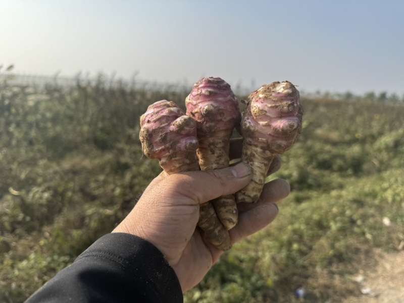 2025大户种植现挖现发新鲜洋姜菊芋鬼子姜