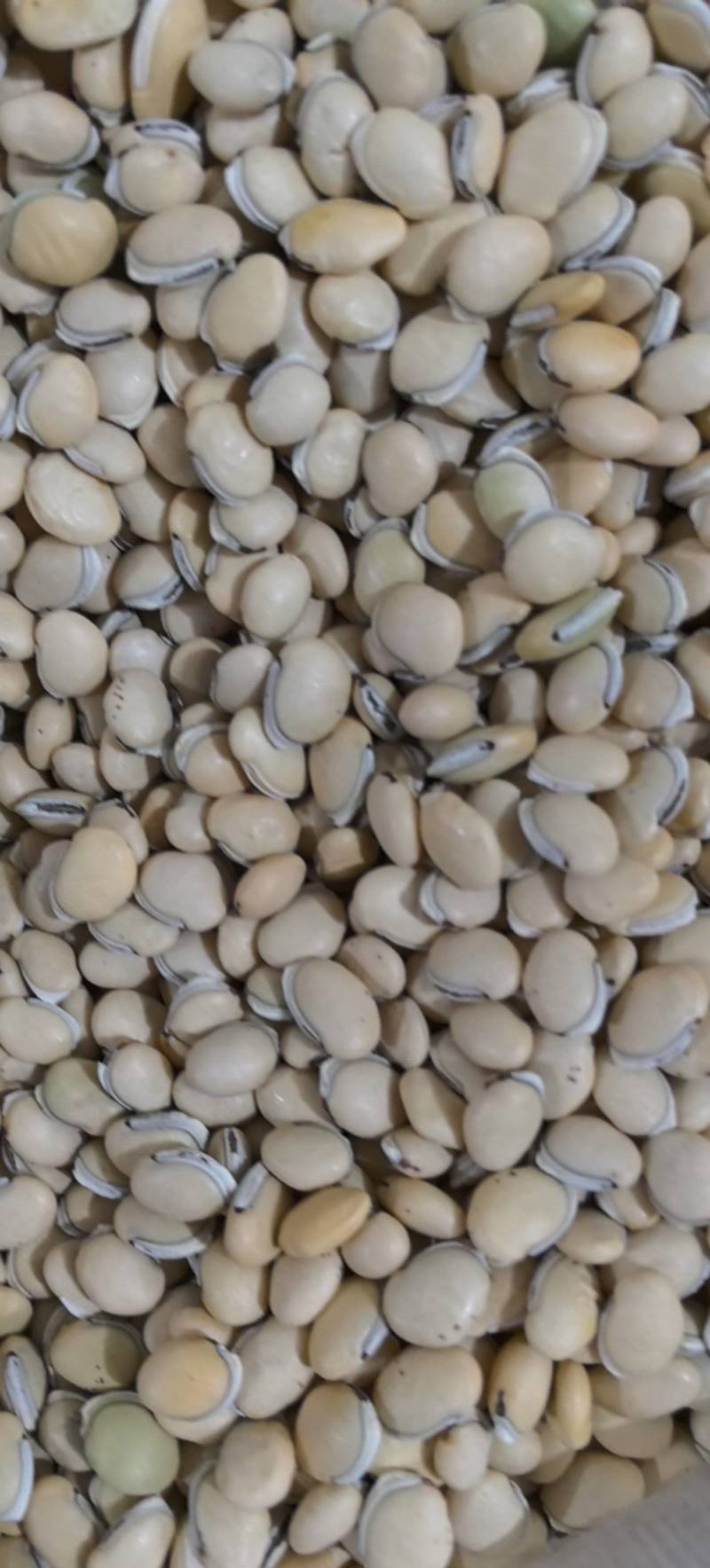 炒扁豆云南货低价出售量大从优