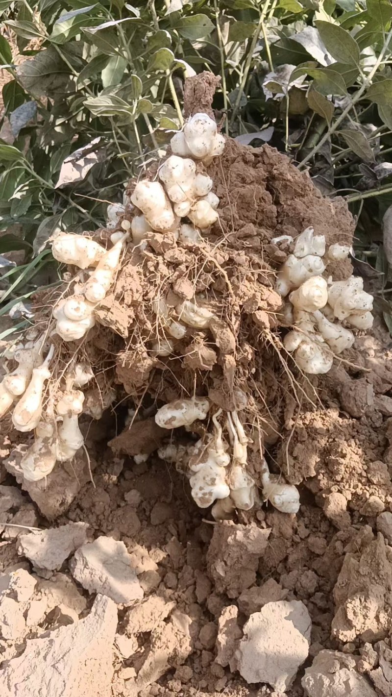2025大户种植现挖现发新鲜洋姜菊芋鬼子姜