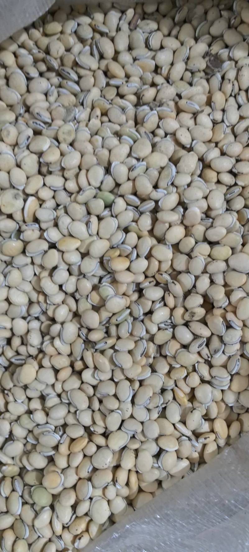 炒扁豆云南货低价出售量大从优