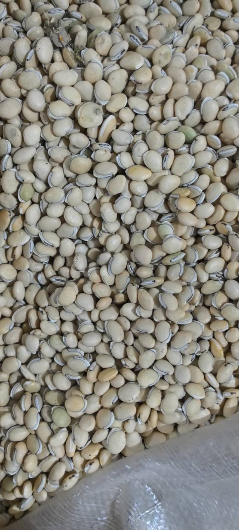 炒扁豆云南货低价出售量大从优