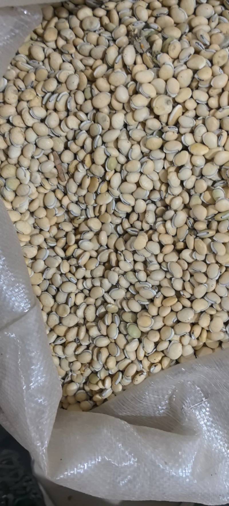 炒扁豆云南货低价出售量大从优