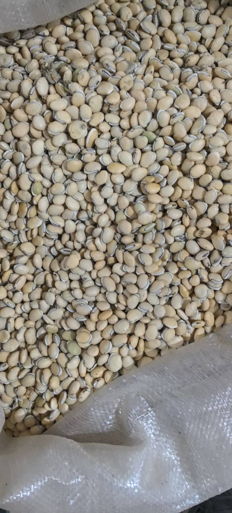 炒扁豆云南货低价出售量大从优