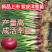 2024洋葱苗二红洋葱苗