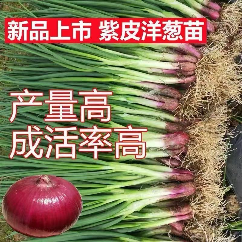 2024洋葱苗二红洋葱苗