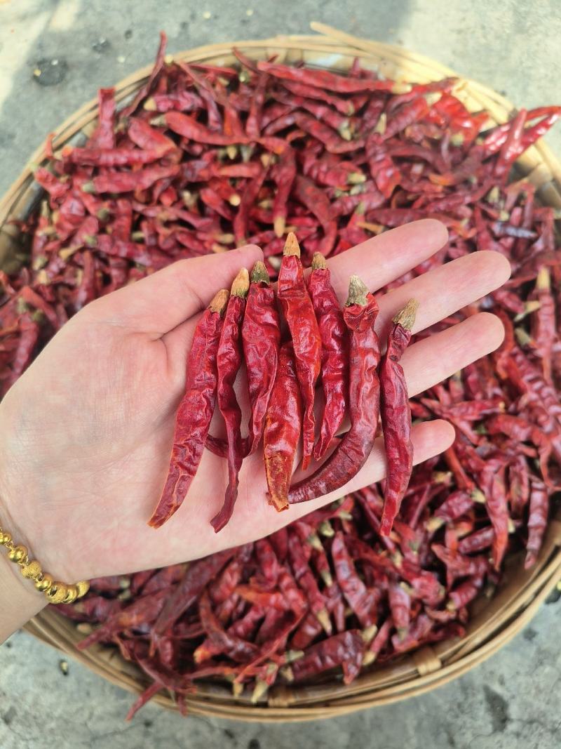 【实力推荐】印度S17印度椒/印度魔鬼辣/印度涮涮辣