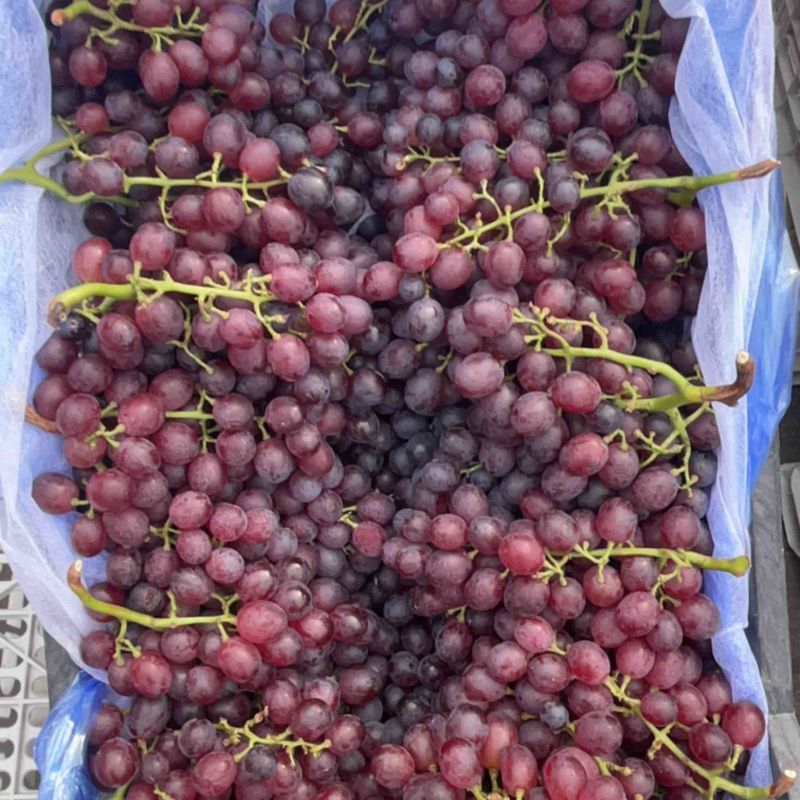 红宝石葡萄