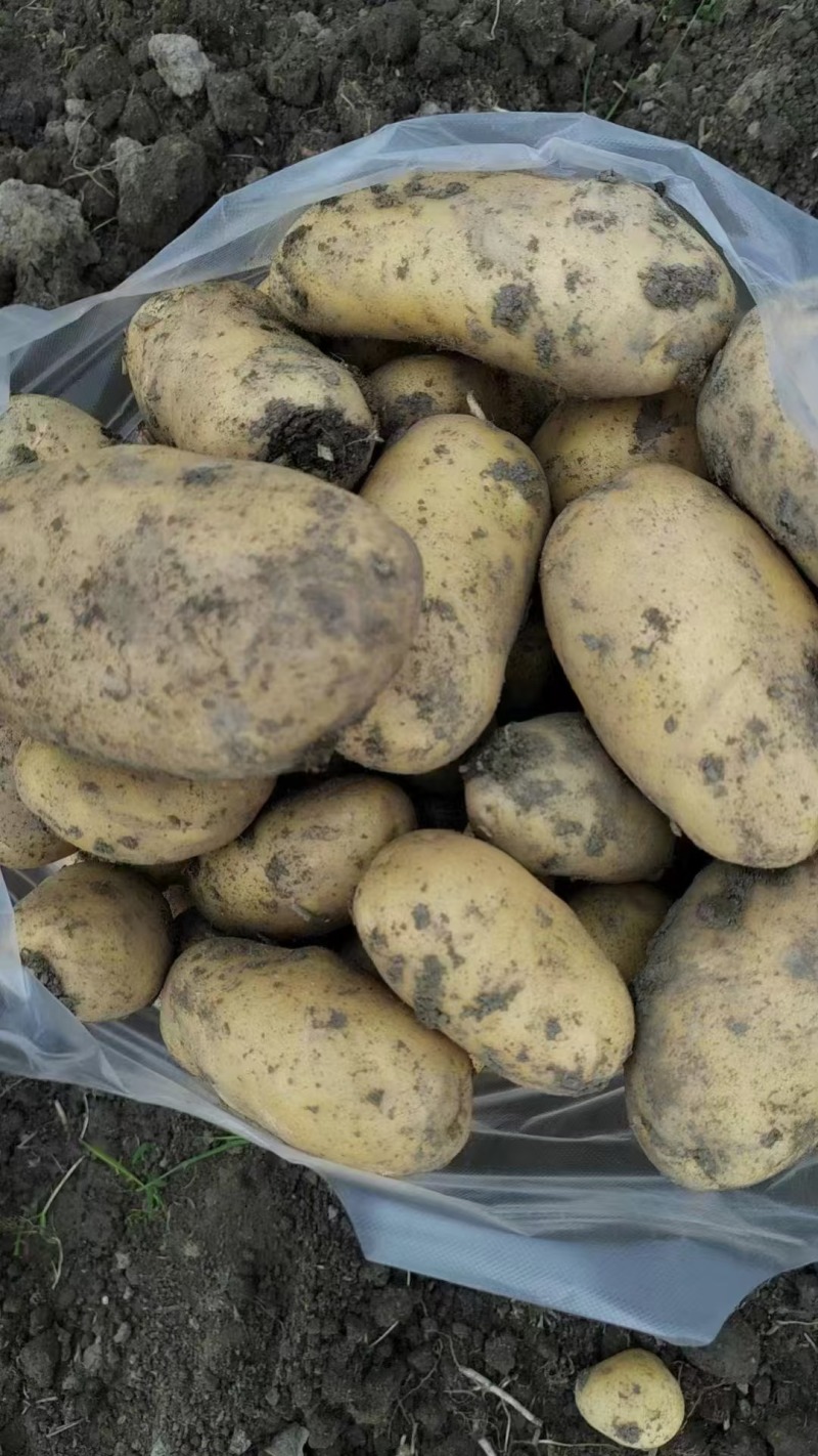 土豆黄心土豆湖北产地直发规格齐全欢迎老板来电选购