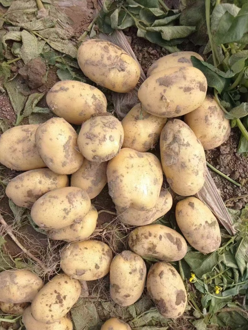 土豆黄心土豆湖北产地直发规格齐全欢迎老板来电选购