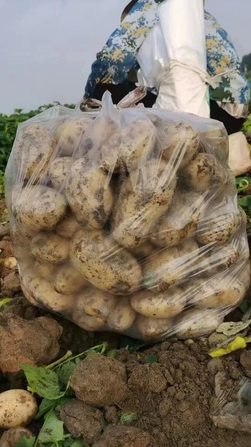 土豆黄心土豆湖北产地直发规格齐全欢迎老板来电选购