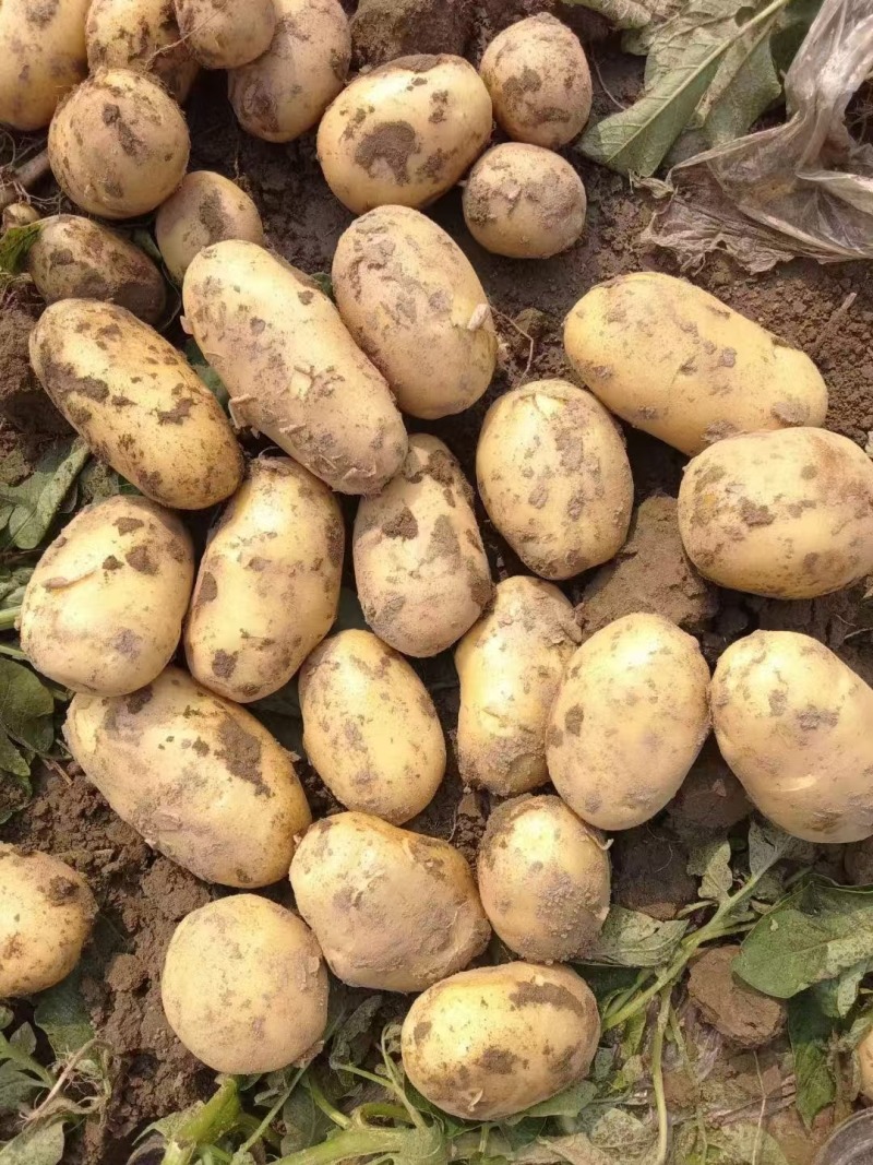 土豆黄心土豆湖北产地直发规格齐全欢迎老板来电选购