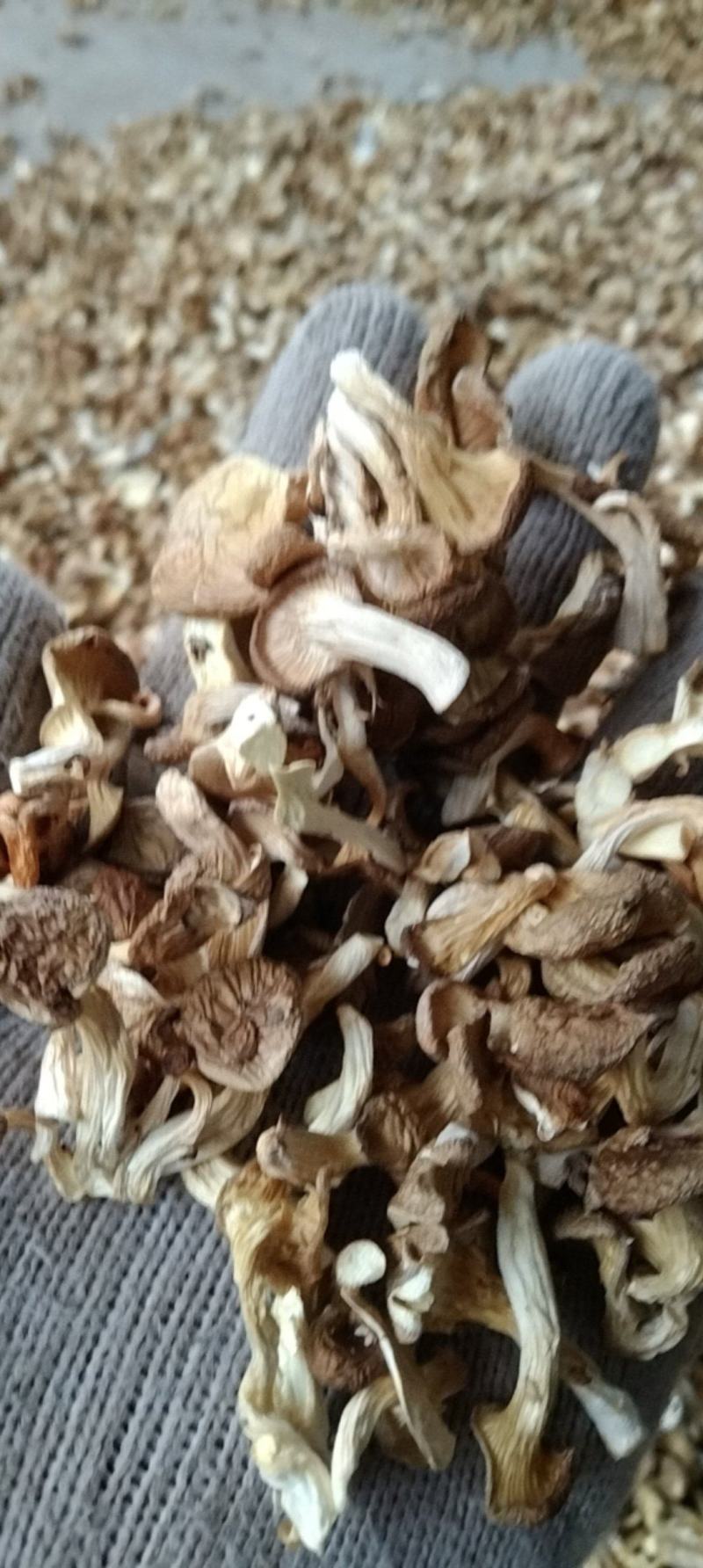 虾米菇小米菇嫩芽菇自产自销全国发货品质保证