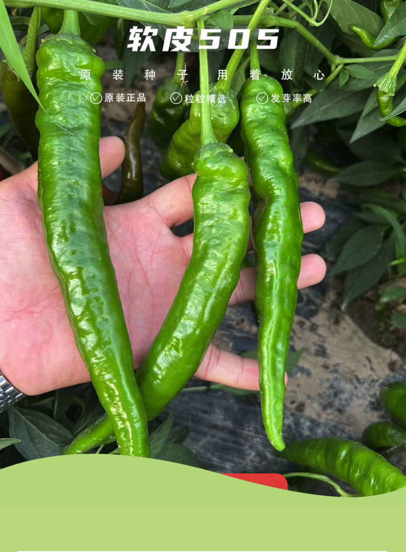 善椒软皮505杂交辣椒种子高产中早熟长羊角型香辣皮薄蔬菜