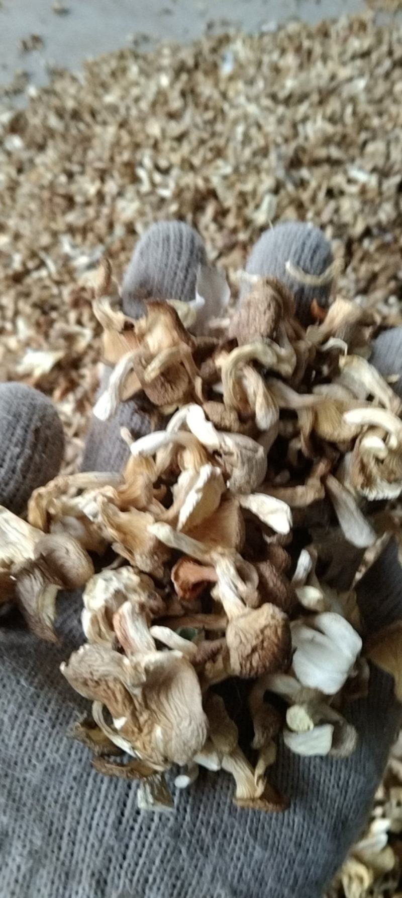 虾米菇小米菇嫩芽菇自产自销全国发货品质保证