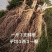 长白山人参